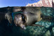 California Sea Lioncalifornia Sea Wall Decal