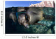 California Sea Lioncalifornia Sea Wall Decal