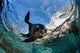 California Sea Lion Playing Wall Decal Design 7