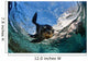 California Sea Lion Playing Wall Decal Design 7