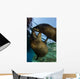 California Sea Lions Playing Wall Decal Design 10