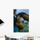 California Sea Lions Playing Wall Decal Design 10