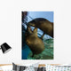 California Sea Lions Playing Wall Decal Design 10