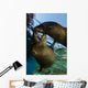 California Sea Lions Playing Wall Decal Design 10