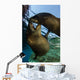 California Sea Lions Playing Wall Decal Design 10