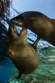 California Sea Lions Playing Wall Decal Design 10
