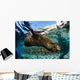California Sea Lion Swimming Wall Decal