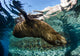 California Sea Lion Swimming Wall Decal