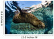 California Sea Lion Swimming Wall Decal