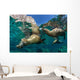 California Sea Lions Playing Wall Decal Design 9