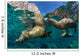 California Sea Lions Playing Wall Decal Design 9