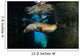 California Sea Lion Playing Wall Decal Design 6