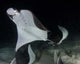 Monk's Mobula Feeding Plankton Wall Decal Design 4