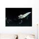 Monk's Mobula Feeding Plankton Wall Decal Design 3