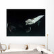 Monk's Mobula Feeding Plankton Wall Decal Design 3