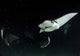 Monk's Mobula Feeding Plankton Wall Decal Design 3
