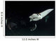 Monk's Mobula Feeding Plankton Wall Decal Design 3