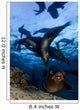 California Sea Lions Playing Wall Decal Design 5
