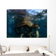 California Sea Lions Playing Wall Decal Design 3