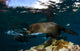 California Sea Lion Playing Wall Decal Design 4