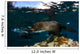 California Sea Lion Playing Wall Decal Design 4