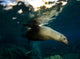 California Sea Lion Playing Wall Decal Design 3