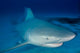 Female Bull Shark Wall Decal