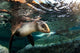 California Sea Lion Playing Wall Decal Design 2