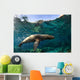 California Sea Lion Playing Wall Decal Design 1