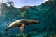 California Sea Lion Playing Wall Decal Design 1