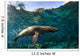 California Sea Lion Playing Wall Decal Design 1