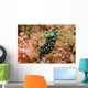 Crested Nembrotha Cristata Nudibranch Wall Decal