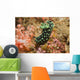 Crested Nembrotha Cristata Nudibranch Wall Decal