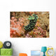 Crested Nembrotha Cristata Nudibranch Wall Decal
