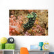 Crested Nembrotha Cristata Nudibranch Wall Decal