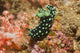 Crested Nembrotha Cristata Nudibranch Wall Decal