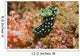 Crested Nembrotha Cristata Nudibranch Wall Decal