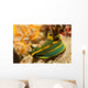 Gabriela's Tambja Tambja Gabrielae Wall Decal