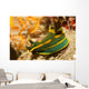 Gabriela's Tambja Tambja Gabrielae Wall Decal