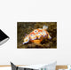 Chromodoris Leopardus Nudibranch Lays Wall Decal