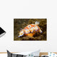 Chromodoris Leopardus Nudibranch Lays Wall Decal