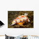 Chromodoris Leopardus Nudibranch Lays Wall Decal