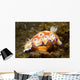 Chromodoris Leopardus Nudibranch Lays Wall Decal