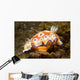 Chromodoris Leopardus Nudibranch Lays Wall Decal