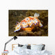 Chromodoris Leopardus Nudibranch Lays Wall Decal