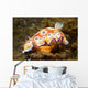 Chromodoris Leopardus Nudibranch Lays Wall Decal