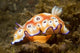 Chromodoris Leopardus Nudibranch Lays Wall Decal