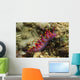 Siboga Cuthona Cuthona Sibogae Wall Decal