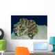 Fluted Giant Clam Tridacna Wall Decal