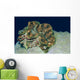 Fluted Giant Clam Tridacna Wall Decal